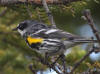 21Jun: Yellow-rumped Warbler, Brushkana River, Denali Hwy, AK