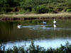 22Jun: Trumpeter Swan, Denali Hwy, AK