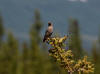 22Jun: Bohemian Waxwing, Susitna River Bridge, Denali Hwy, AK