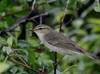 22Jun: Arctic Warbler, Denali Hwy, AK