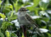 22Jun: Arctic Warbler, Denali Hwy, AK