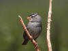 22Jun: White-crowned Sparrow, Denali Hwy, AK