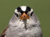 22Jun: White-crowned Sparrow, Denali Hwy, AK
