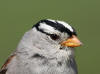 22Jun: White-crowned Sparrow, Denali Hwy, AK