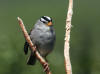 22Jun: White-crowned Sparrow, Denali Hwy, AK