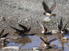 22Jun: Cliff Swallow, Clearwater Creek, Denali Hwy, AK