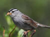 22Jun: White-crowned Sparrow, Denali Hwy, AK