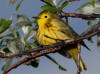 22Jun: Yellow Warbler, Denali Hwy, AK