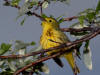 22Jun: Yellow Warbler, Denali Hwy, AK