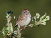 24Jun: American Tree Sparrow, Tangle River, Denali Hwy, AK