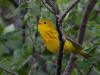 24Jun: Yellow Warbler, Tangle River, Denali Hwy, AK