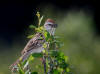 24Jun: American Tree Sparrow, Tangle River, Denali Hwy, AK