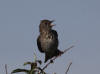 24Jun: Gray-cheeked Thrush, Tangle River, Denali Hwy, AK