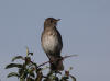 24Jun: Gray-cheeked Thrush, Tangle River, Denali Hwy, AK