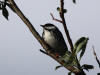 24Jun: Blackpoll Warbler, Tangle River, Denali Hwy, AK