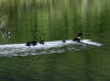 24Jun: Barrow's Goldeneye, Denali Hwy, AK