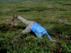 24Jun: Smelling flowers, Denali Hwy, AK
