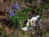 24Jun: Nootka Lupine and caribou hooves, Denali Hwy, AK
