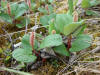 24Jun: Dwarf willow, perhaps Net-leafed Willow, Denali Hwy, AK
