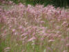 05Aug: Squirrel Tail Grass (Fox Tail Barley), Boundary, AK