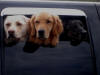 08Aug: Three dogs, Tombstone Territorial Park, YT
