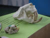 09Aug: Giant Beaver skull next to normal Beaver skull