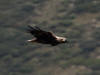 09Aug: Bald Eagle, Tombstone Territorial Park, YT