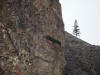 09Aug: Gyrfalcon nest, KM158, Dempster Hwy
