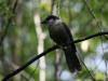09Aug: Gray Jay, Engineer Creek Campground, KM 194