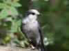 09Aug: Gray Jay, Engineer Creek Campground, KM 194