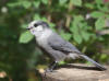 09Aug: Gray Jay, Engineer Creek Campground, KM 194
