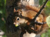 10Aug: Red Squirrel, KM 194, Dempster Hwy