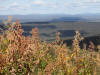 10Aug: Wild Rhubarb, KM 253, Dempster Hwy