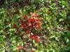 10Aug: Alpine Bearberry, Ogilvie-Peel viewpoint, KM 253, Dempster Hwy