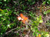 10Aug: Dwarf Arctic Birch (Betula nana), Dempster Hwy