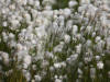 10Aug: Alaska Cotton (Eriophorum scheuchzeri),  Dempster Hwy