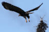 10Aug: Dark-morph Harlan's (Red-tailed) Hawk, KM301, Dempster Hwy