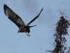 10Aug: Dark-morph Harlan's (Red-tailed) Hawk, KM301, Dempster Hwy
