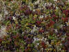 11Aug: Tundra foliage, Arctic Circle, Dempster Hwy