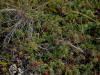 11Aug: Tundra foliage, Arctic Circle, Dempster Hwy