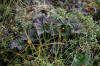 11Aug: Salmonberry (Rubus chamaemorus), Dempster Hwy