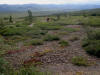 11Aug: Berry picking, Arctic Circle, Dempster Hwy