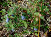 11Aug: Alpine Blueberry (Vaccinium uliginosum)