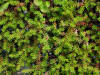 11Aug: Crowberry (Empetrum nigrum)