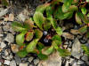 11Aug: Alpine Blackberry (Arctostaphylos alpina)