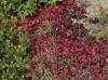 11Aug: Dwarf trees, Arctic Circle, Dempster Hwy