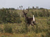 11Aug: Woodland Caribou, KM410, Dempster Hwy, YT