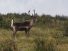 11Aug: Woodland Caribou, KM410, Dempster Hwy, YT