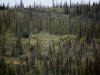 11Aug: Woodland Caribou, KM436, Dempster Hwy, YT