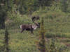 11Aug: Woodland Caribou, KM436, Dempster Hwy, YT